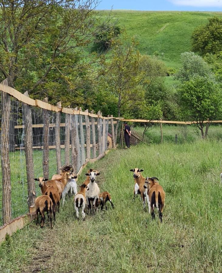 Casa De Vacanta Ziazian - Barcut Appartamento Esterno foto