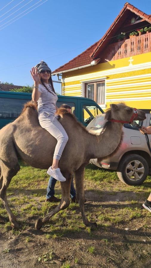 Casa De Vacanta Ziazian - Barcut Appartamento Esterno foto