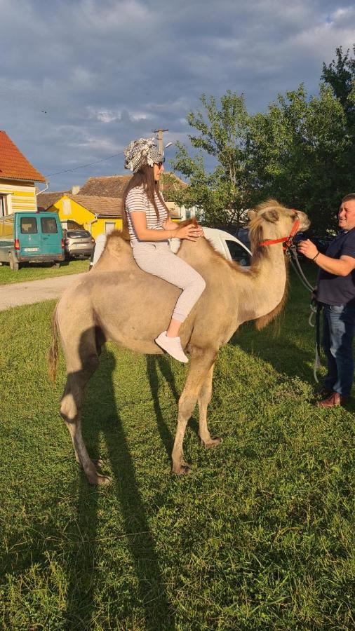 Casa De Vacanta Ziazian - Barcut Appartamento Esterno foto